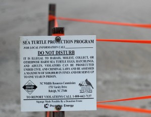 Protecting Sea Turtle Eggs